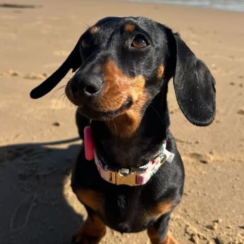 Αυστραλία: Βρέθηκε σκύλος που είχε χαθεί εδώ και 1,5 χρόνο