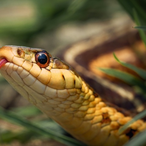 Άνδρας έκανε σκόπιμα ενέσεις με δηλητήριο φιδιού επί 20 χρόνια και τώρα ίσως βρήκε το αντίδοτο