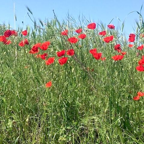 Παπαρούνες στο Fly Over