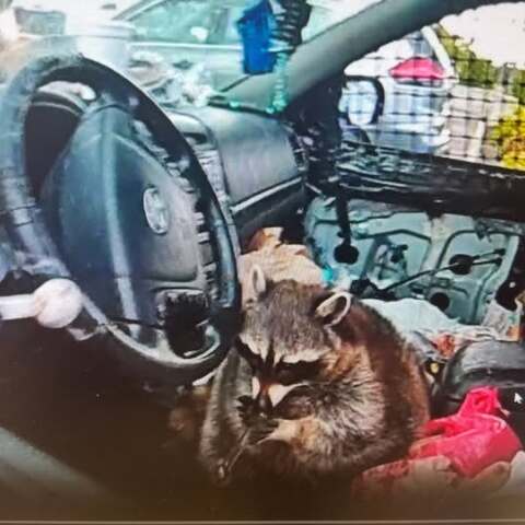 ΗΠΑ: Η αστυνομία βρήκε ρακούν με πίπα μεθαμφεταμίνης μέσα σε αυτοκίνητο