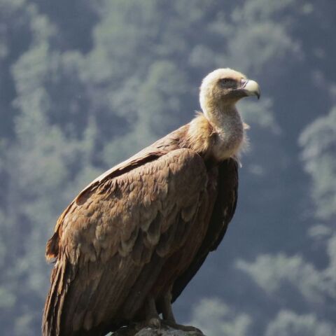 Νότια Αφρική: Δηλητηριάστηκαν 120 γύπες στο εθνικό πάρκο της χώρας