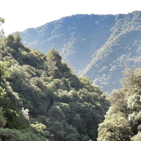 δασος, βουνα, ουρανος