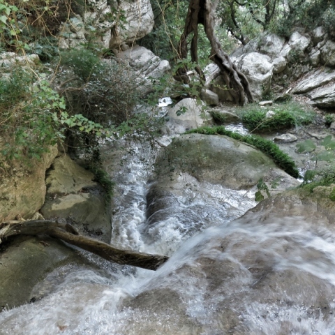 δασος, ποταμι