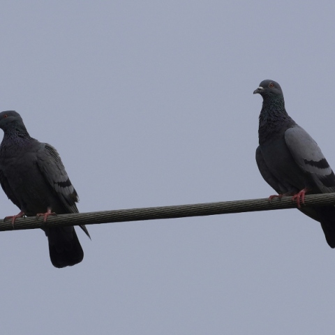 περιστερια