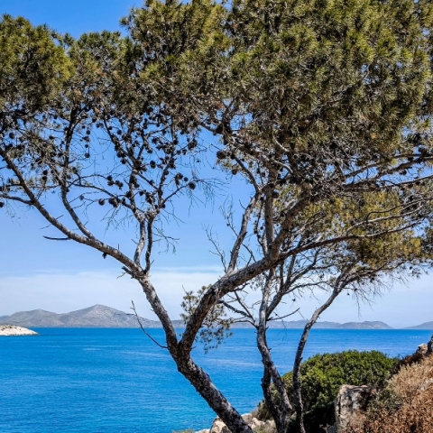 δεντρο, θαλασσα, ουρανος