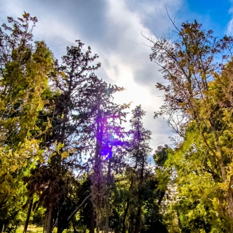 δεντρα, ουρανος, συννεφα, ηλιος