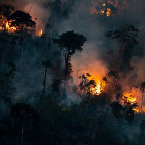 SOS για την κλιματική αλλαγή: Το 2024 χάθηκε ένας «Παναμάς» τροπικών δασών