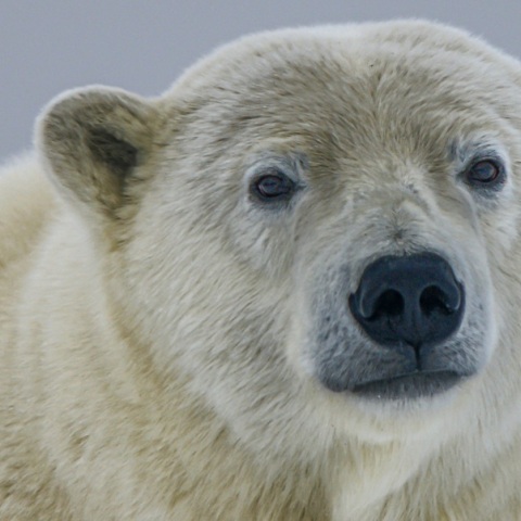 Πέθανε η Βικτώρια, η γηραιότερη πολική αρκούδα του Ηνωμένου Βασιλείου