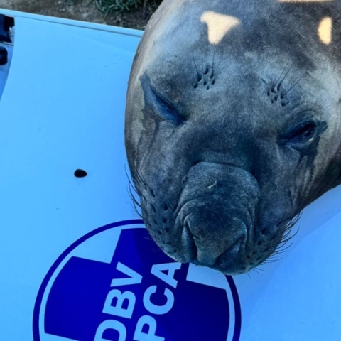 Νότια Αφρική: Θαλάσσιος ελέφαντας, αυτοκινητο