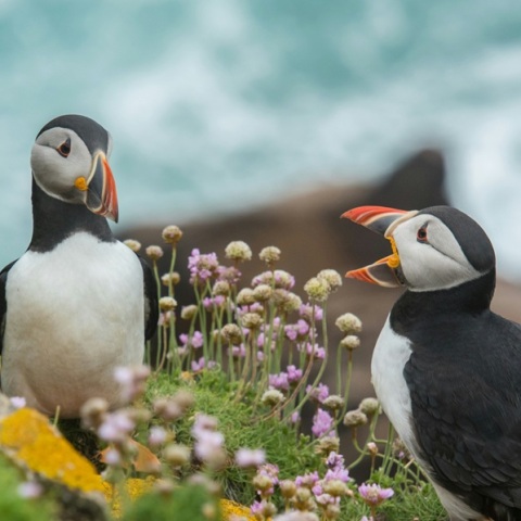 Ένας αριθμός-ρεκόρ πάφιν (φρατέρκουλων) καταγράφηκε φέτος σε ένα μικρό νησί ανοιχτά των ακτών του Πέμπροκσαϊρ