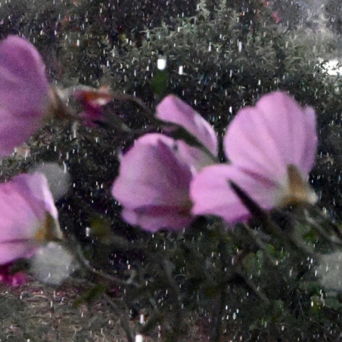 Καιρός, βροχη, λουλουδια