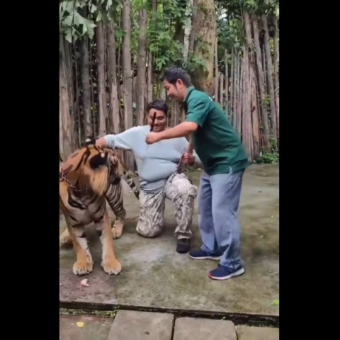 Ταϊλάνδη, τιγρη, τουριστες