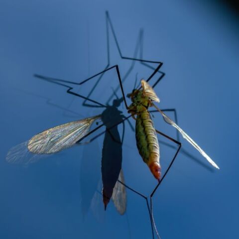 Ιός Δυτικού Νείλου