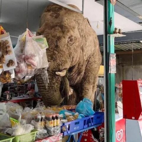 Πεινασμένος ελέφαντος εισέβαλε σε σουπερμάρκετ της Ταϊλάνδης 