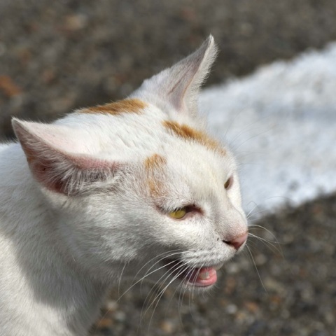 Κτηνωδία στη Θεσσαλονίκη με τον νεαρό που κλώτσησε και σκότωσε το γατάκι