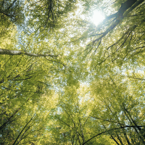 ΟΜΙΛΟΣ ΓΕΚ ΤΕΡΝΑ: Βιωσιμότητα στην πράξη