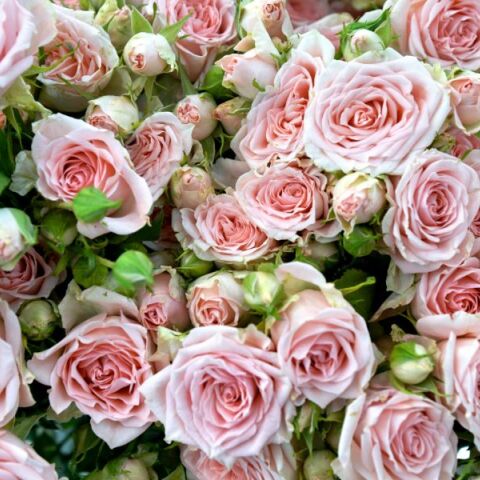 Εορτολόγιο: Ποιοι γιορτάζουν σήμερα 7 Σεπτεμβρίου 2025; H Athens Voice σου τους θυμίζει