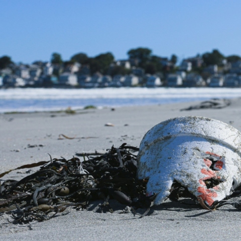 Χαβάη, παραλία, σκουπιδια