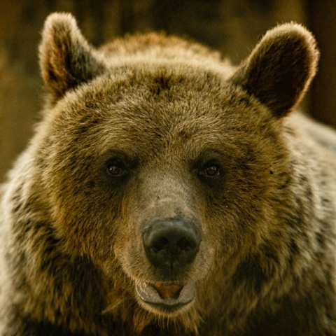 Θρίλερ με την επίθεση της αρκούδας σε ορειβάτες στη Δράμα: Σε χαράδρα 1.000 μέτρων έπεσε ο ένας