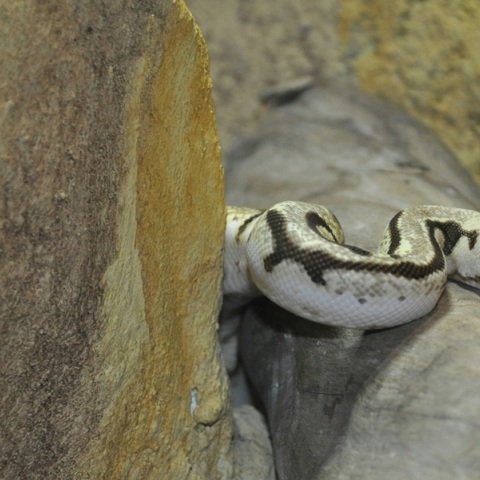 Εύβοια: Στην εντατική 40χρονος μετά από δάγκωμα οχιάς - Νοσηλεύεται σε κρίσιμη κατάσταση