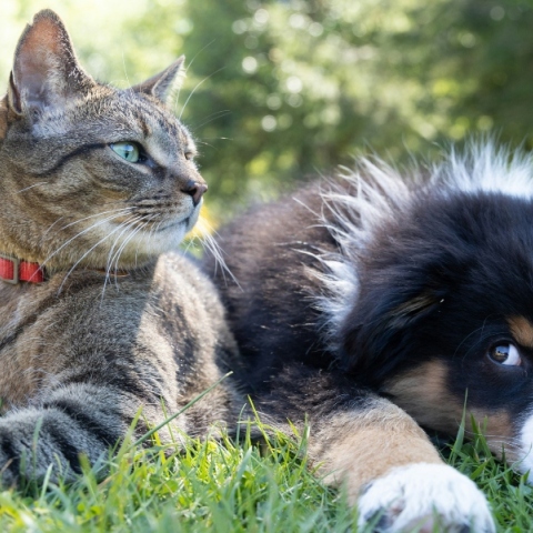 Περισσότερα από 1,3 εκατ. κατοικίδια έχουν καταγραφεί στο Εθνικό Μητρώο Ζώων Συντροφιάς