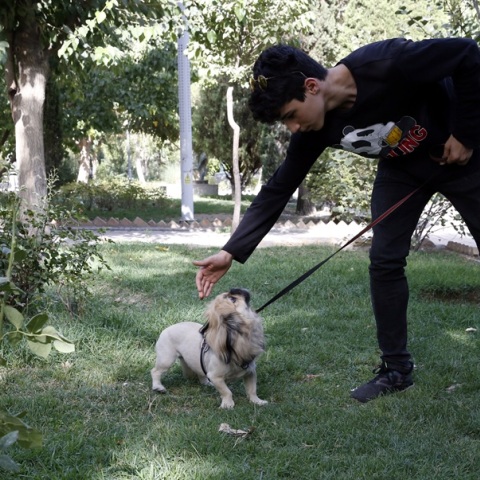 Το Ιράν επεκτείνει την απαγόρευση του περιπάτου σκύλων σε περισσότερες από 20 πόλεις