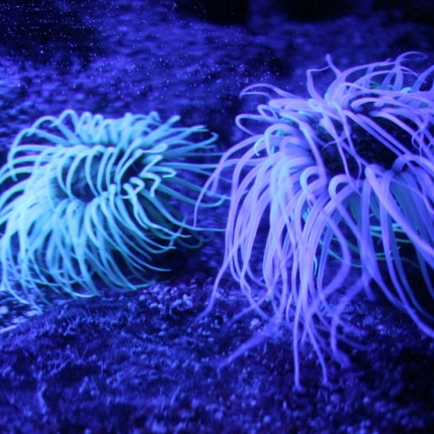 Έντονη ανησυχία στα Χανιά για τις θαλάσσιες ανεμώνες -Τουλάχιστον 8 περιστατικά τσιμπήματος