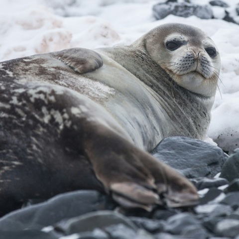 Ραγδαία μείωση στους πληθυσμούς φώκιας της Ανταρκτικής λόγω της τήξης των πάγων