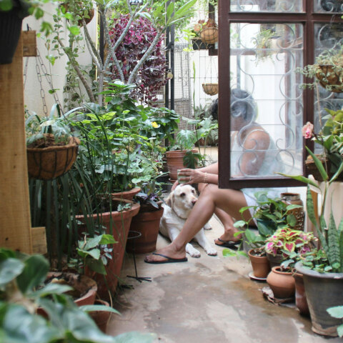 Οδηγός με 8+6 φυτά που απωθούν τα έντομα