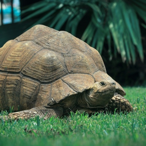 Πατέρας για πρώτη φορά στα 135 - Η γιγαντιαία χελώνα Γολιάθ απέκτησε απόγονο