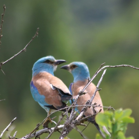 Έως και 500 είδη πτηνών απειλούνται με εξαφάνιση μέσα στον επόμενο αιώνα - Tι δείχνει νέα μελέτη