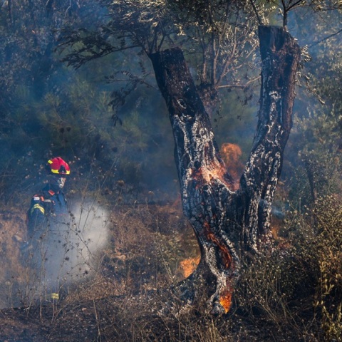  Σε πύρινο κλοιό η Χίος: Τα ενεργά μέτωπα - 444 πυροσβέστες επί ποδός στο νησί