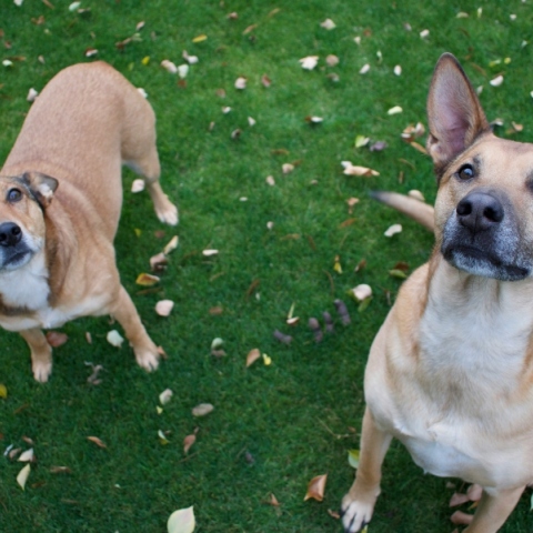 Βέροια, σκυλια