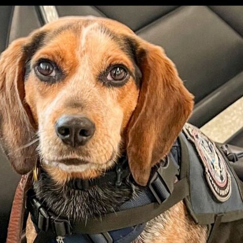 Απελάθηκε άνδρας που κλότσησε σκυλί στο αεροδρόμιο Ντάλες των ΗΠΑ