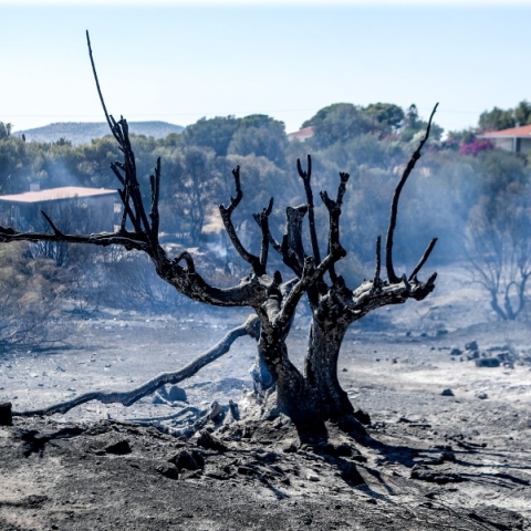 Φωτιά, καμμενο δεντρο