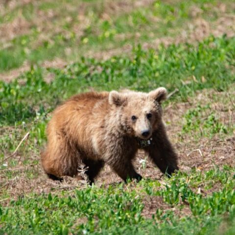Αρκτούρος: Η Μάρθα επέστρεψε στο φυσικό της σπίτι - Η ιστορία της μικρής αρκούδας