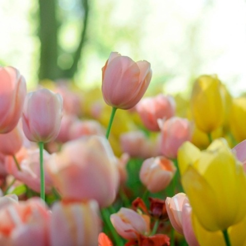 Εορτολόγιο, λουλουδια