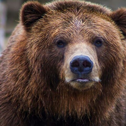 Ρουμανία: Aρκούδα έσυρε σε φαράγγι μοτοσικλετιστή στα Καρπάθια και τον σκότωσε