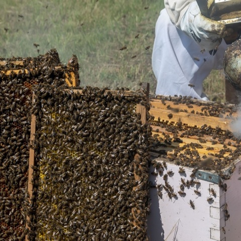 Μελισσοκόμος 