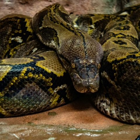 Ινδονησία, πύθωνας