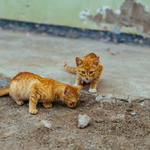 Θεσσαλονίκη, γατες