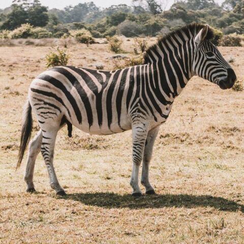 Μια ζέβρα τραυμάτισε τρεις ανθρώπους στον ζωολογικό κήπο του Βελιγραδίου