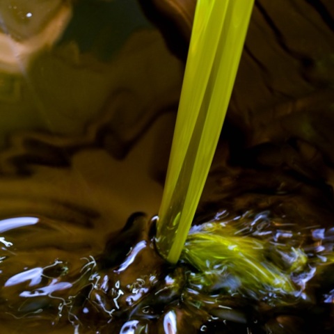 Reuters: Οι δασμοί Τραμπ αναγκάζουν Έλληνες παραγωγούς ελαιόλαδου να αναζητήσουν νέες αγορές