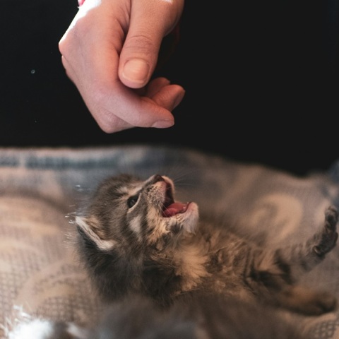 Το γατάκι σας δαγκώνει ξαφνικά και χωρίς λόγο; Ίσως δεν είναι αυτό που νομίζετε 