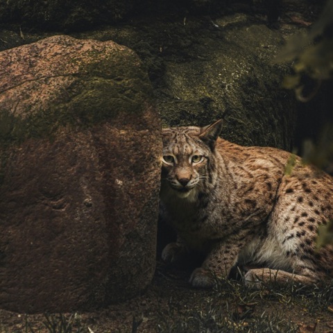 Ζωολογικός κήπος στη Δανία ζητά δωρεές κατοικίδιων για να ταΐσει τα σαρκοφάγα ζώα