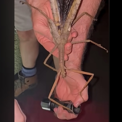 χερι κραταει έντομο 40 εκατοστών