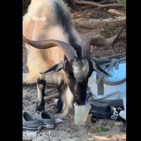 Κατσίκα σε ελληνική παραλία απολαμβάνει μοχίτο