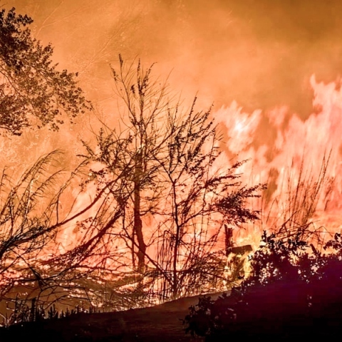 φωτιά, δασος
