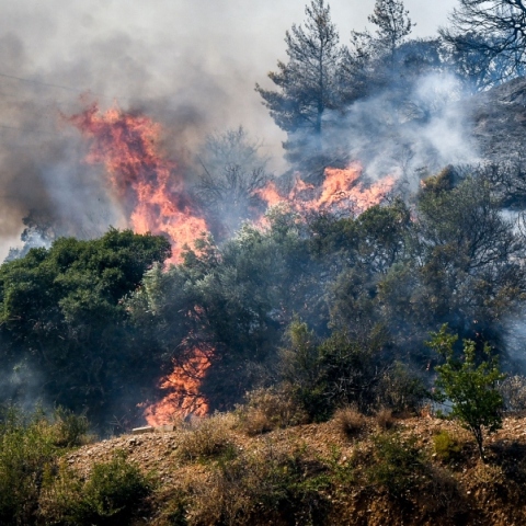 φωτιά, δασος