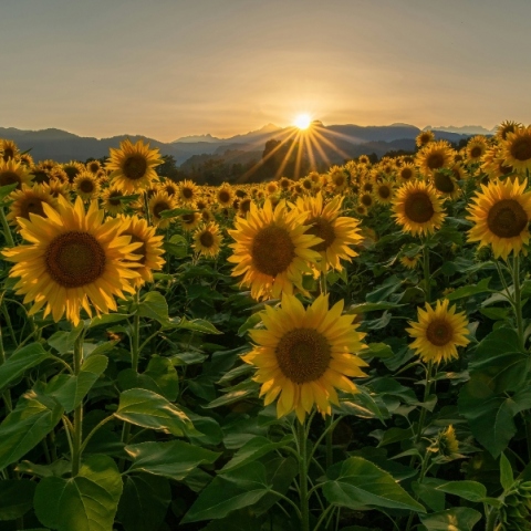Εορτολόγιο, ηλιοτροπια